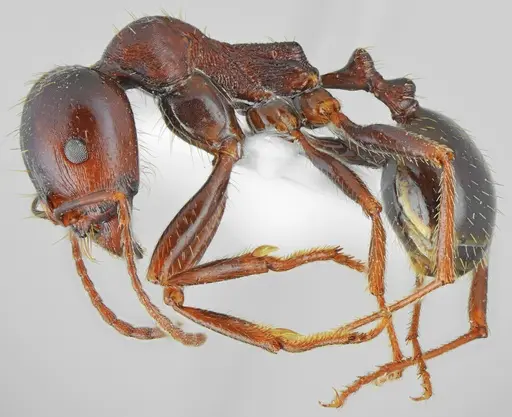 Messor carpathous - CASENT0872261