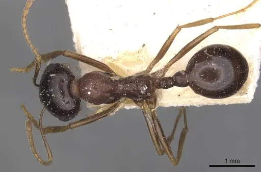 Messor caviceps specimen