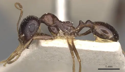 Messor caviceps specimen