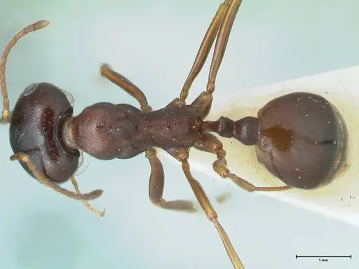 Messor caviceps - FOCOL1254