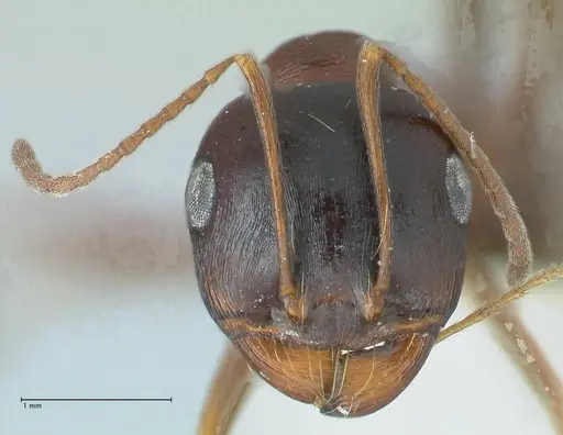 Messor caviceps - FOCOL1254