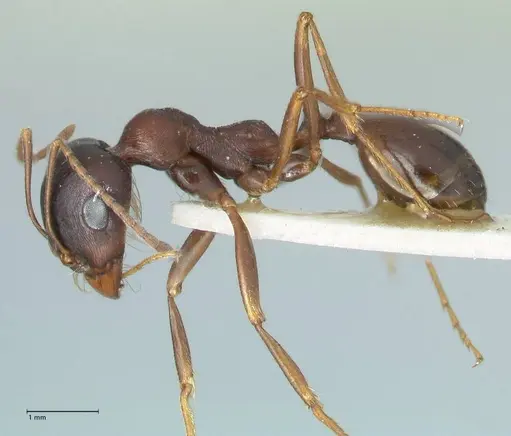 Messor caviceps - FOCOL1254