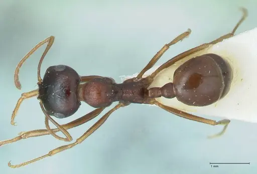 Messor caviceps - FOCOL1255