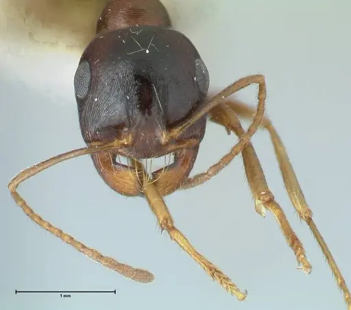 Messor caviceps - FOCOL1255