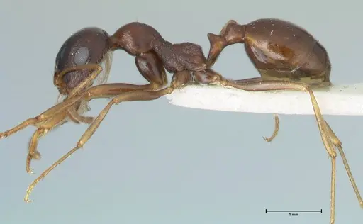 Messor caviceps - FOCOL1255