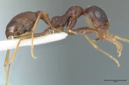 Messor caviceps - FOCOL1255