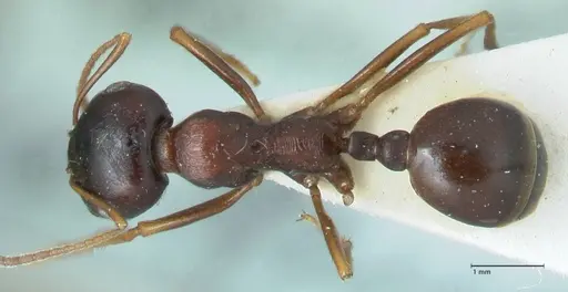 Messor caviceps - FOCOL1256