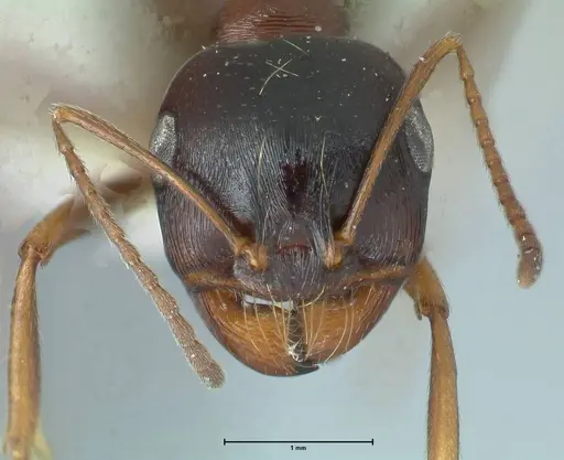 Messor caviceps - FOCOL1256