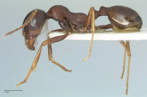 Messor caviceps - FOCOL1256