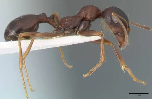 Messor caviceps - FOCOL1256