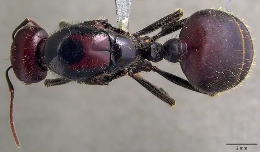 Messor cephalotes specimen