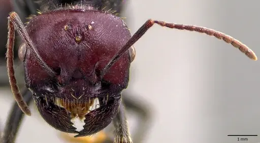 Messor cephalotes specimen
