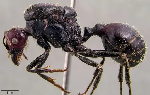 Messor cephalotes specimen