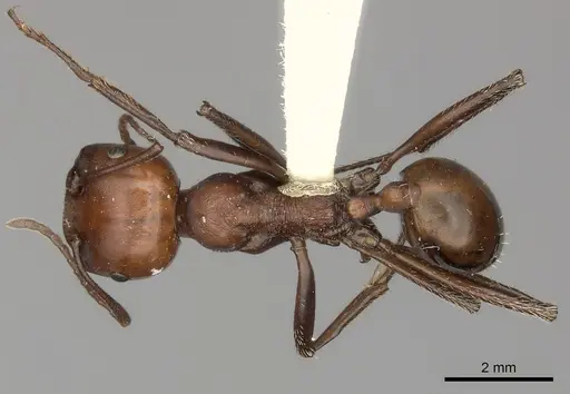 Messor cephalotes - CASENT0217869