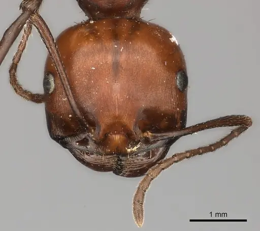 Messor cephalotes - CASENT0217869