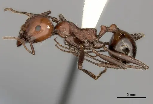 Messor cephalotes - CASENT0217869