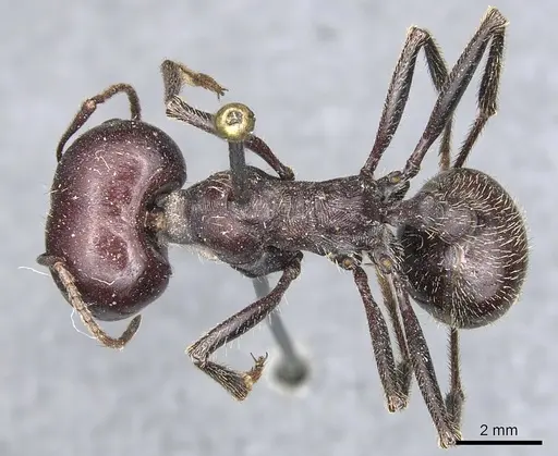 Messor cephalotes - CASENT0904140