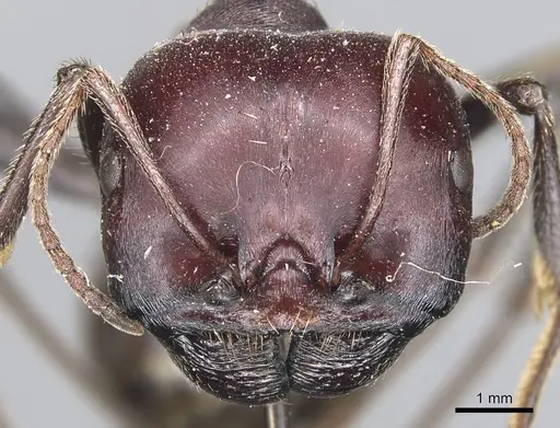 Messor cephalotes - CASENT0904140