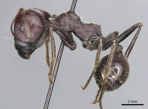 Messor cephalotes - CASENT0904140