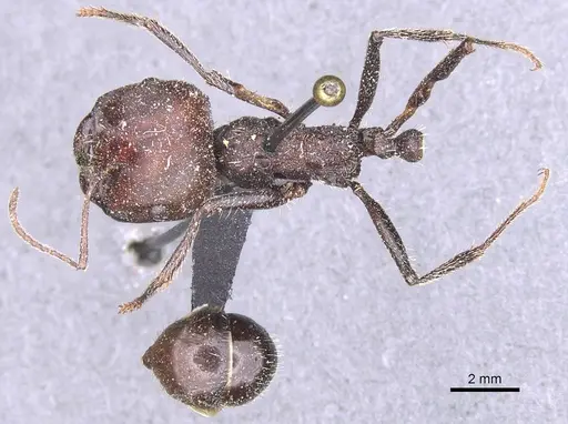 Messor cephalotes - CASENT0913170