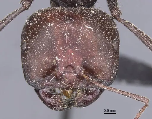 Messor cephalotes - CASENT0913170