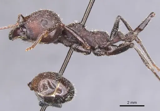 Messor cephalotes - CASENT0913170