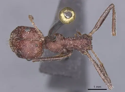 Messor cephalotes - CASENT0913171