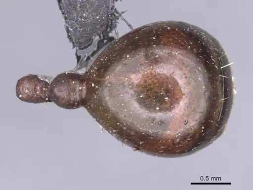 Messor cephalotes - CASENT0913171