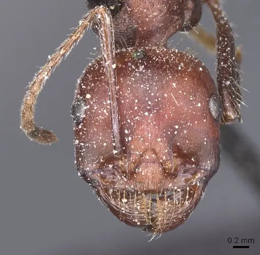 Messor cephalotes - CASENT0913171