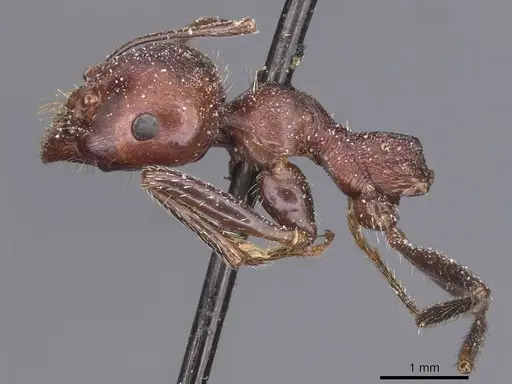 Messor cephalotes - CASENT0913171