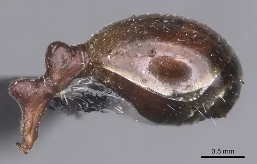 Messor cephalotes - CASENT0913171