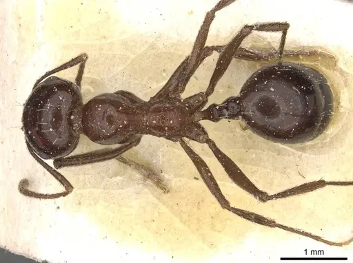 Messor ceresis specimen