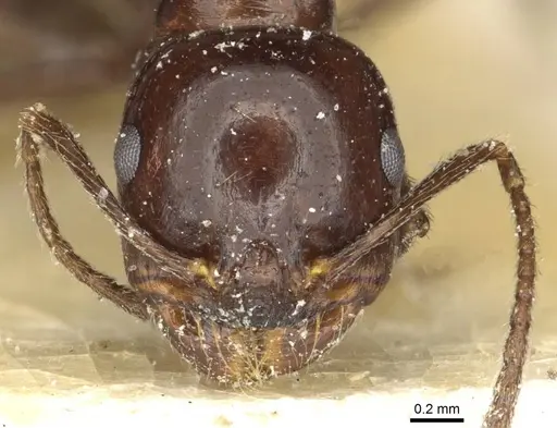 Messor ceresis specimen