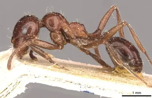 Messor ceresis specimen