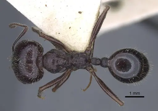 Messor clivorum specimen