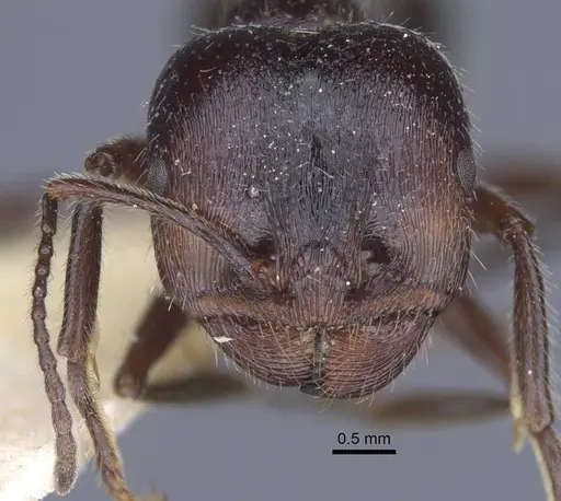 Messor clivorum specimen