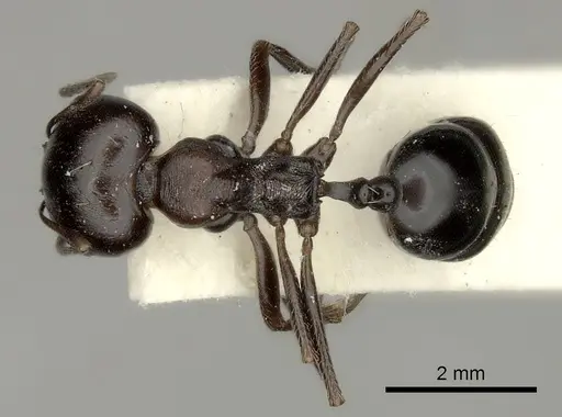 Messor collingwoodi specimen