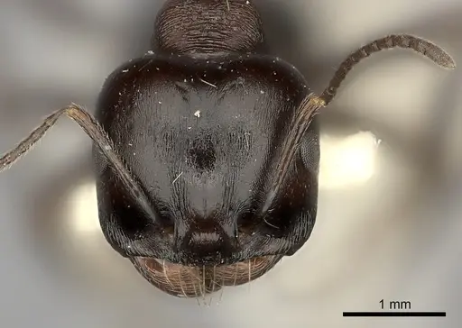 Messor collingwoodi specimen