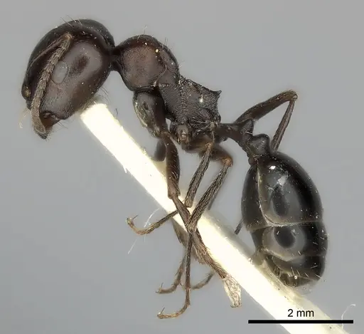 Messor collingwoodi specimen