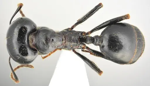 Messor concolor specimen