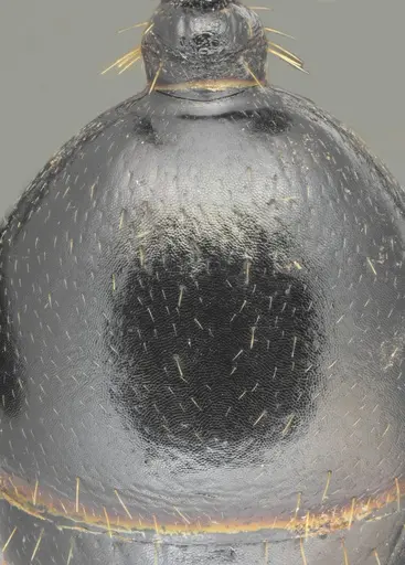 Messor concolor specimen