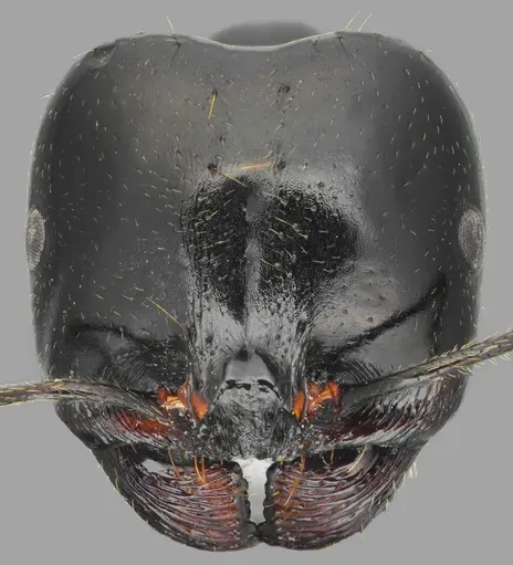 Messor concolor specimen