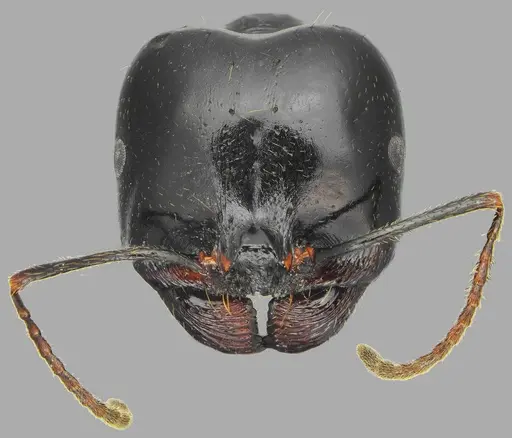 Messor concolor - CASENT0872776