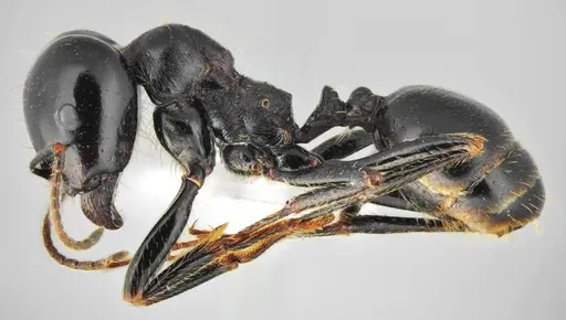 Messor concolor - CASENT0872776