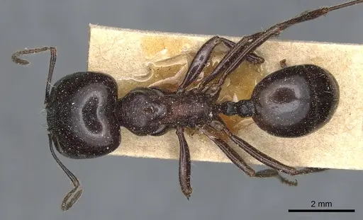 Messor concolor - CASENT0904126