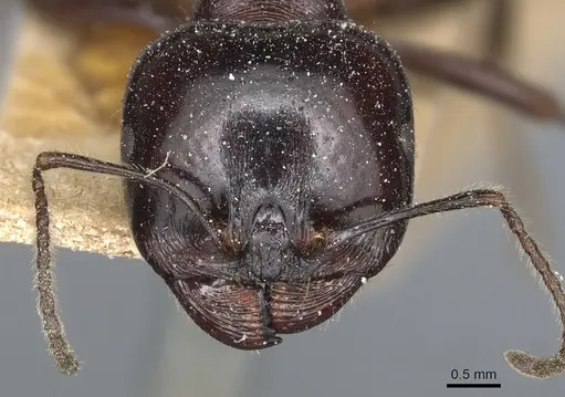 Messor concolor - CASENT0904126