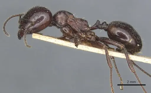 Messor concolor - CASENT0904126