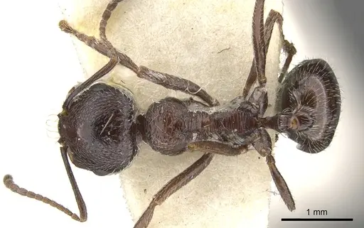 Messor crawleyi specimen