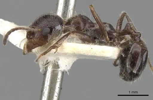 Messor crawleyi specimen