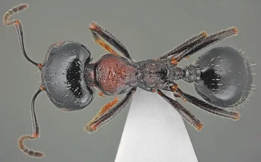 Messor creticus specimen